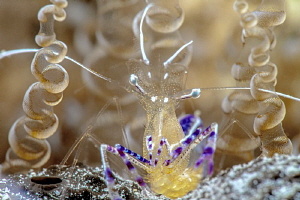 Pedersen cleaner shrimp by John Roach 
